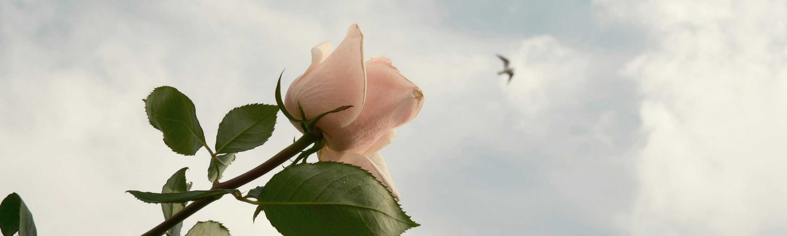 Beyond Roses: Reclaiming the Many Dimensions of Valentine